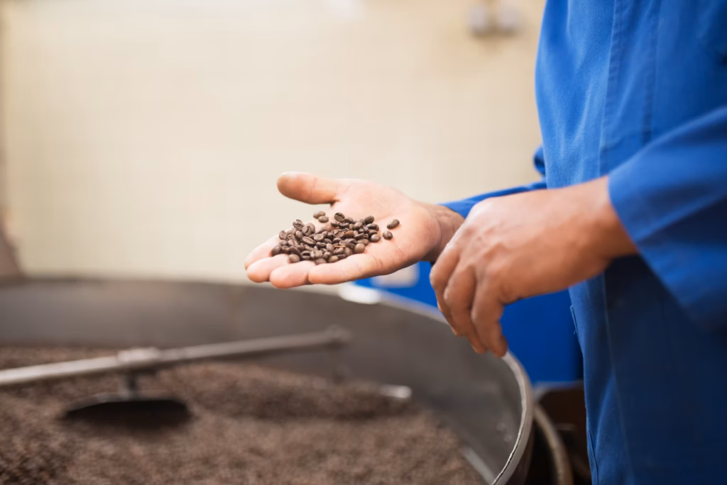 kaffee-wissen-roesterei Hände eines Röstmeisters in blauer Arbeitskleidung halten geröstete Kaffeebohnen über der großen Trommelröstmaschine, deren metallische Oberfläche und geröstete Bohnenfüllung zu erkennen sind.