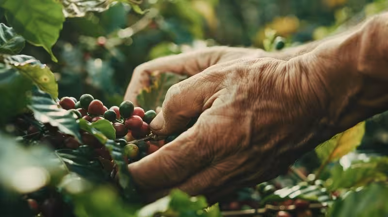 Nahaufnahme eines Kaffeebauern, der reife rote Kaffeekirschen von einem üppigen Kaffeebaum pflückt - Woher kommt Kaffee